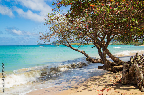 Fototapeta Naklejka Na Ścianę i Meble -  wave crashing the shore at on a popular vacation beach with almond tree, Vigie Beach Saint Lucia