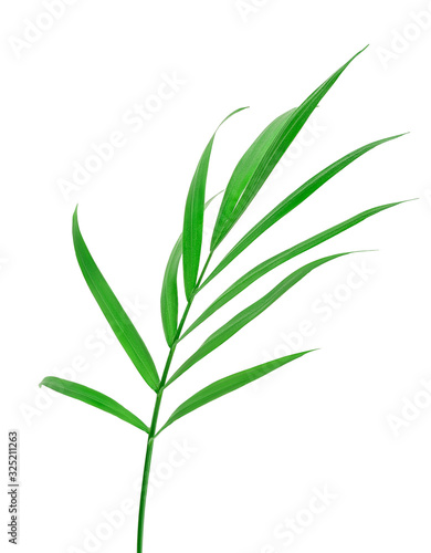 Green leaves of palm tree isolated on white background with clipping path