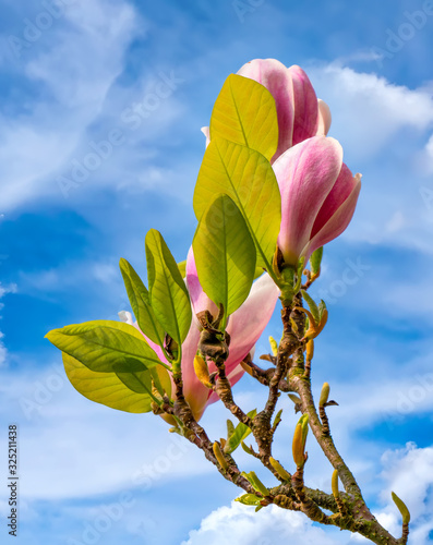 Magnolien im Frühling photo