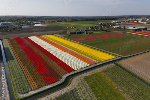 Aerial view of Tulip field in the geometric  environment showing beautiful colors in the spring, The Netherlands.  © SKYEX DRONE