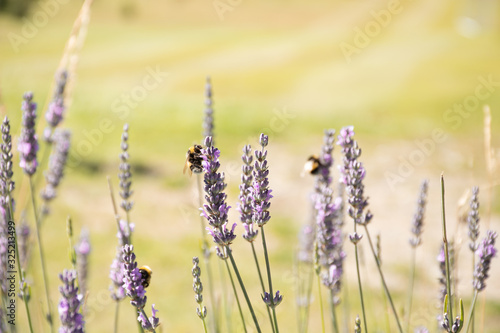  Bees in Lavender © Carolina