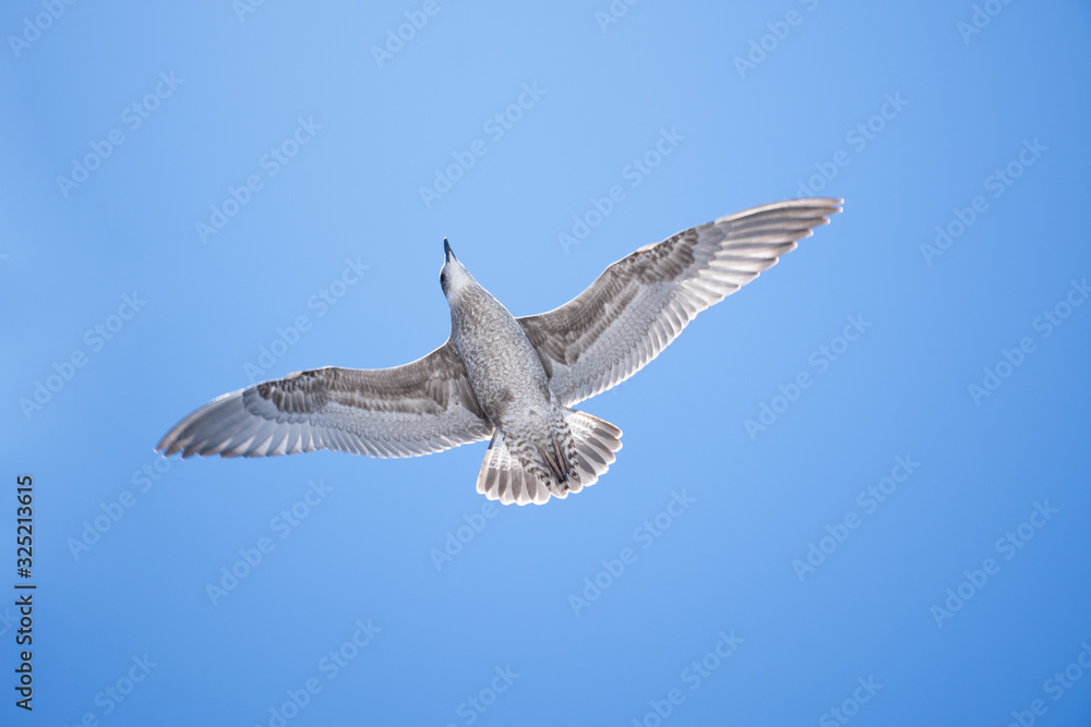 Obraz premium Seagulls in the Sky