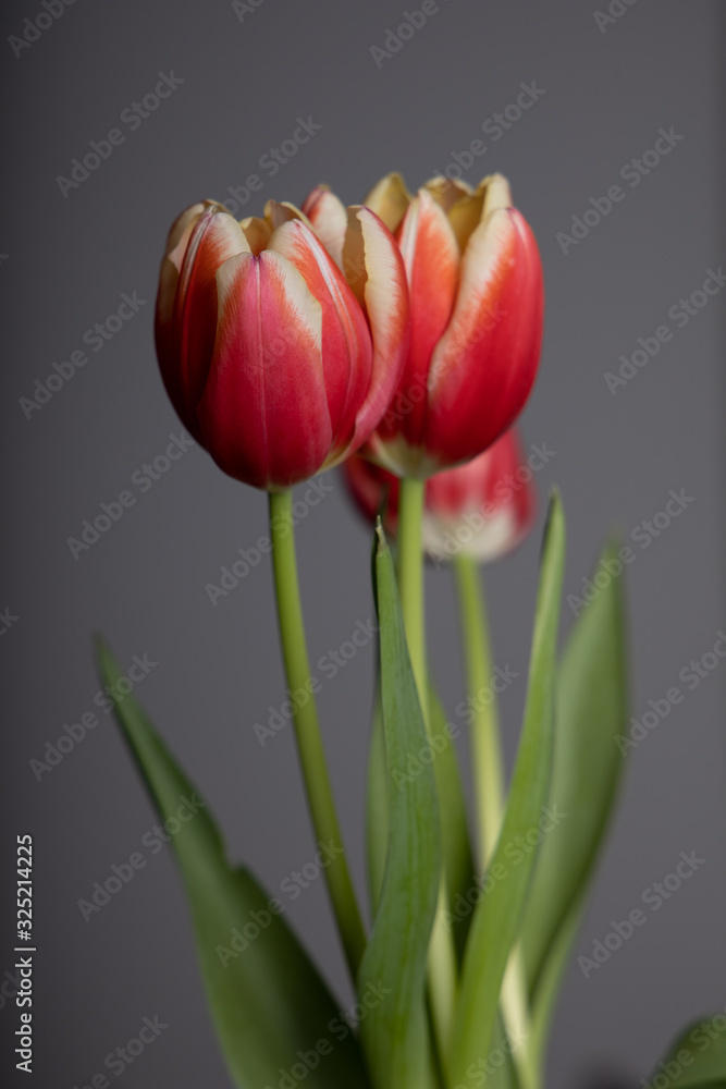 Obraz premium Tulips