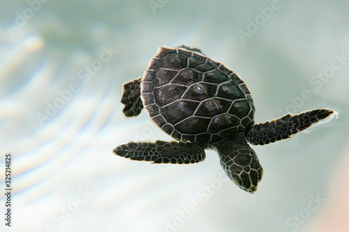 Baby Tortoise © Dan