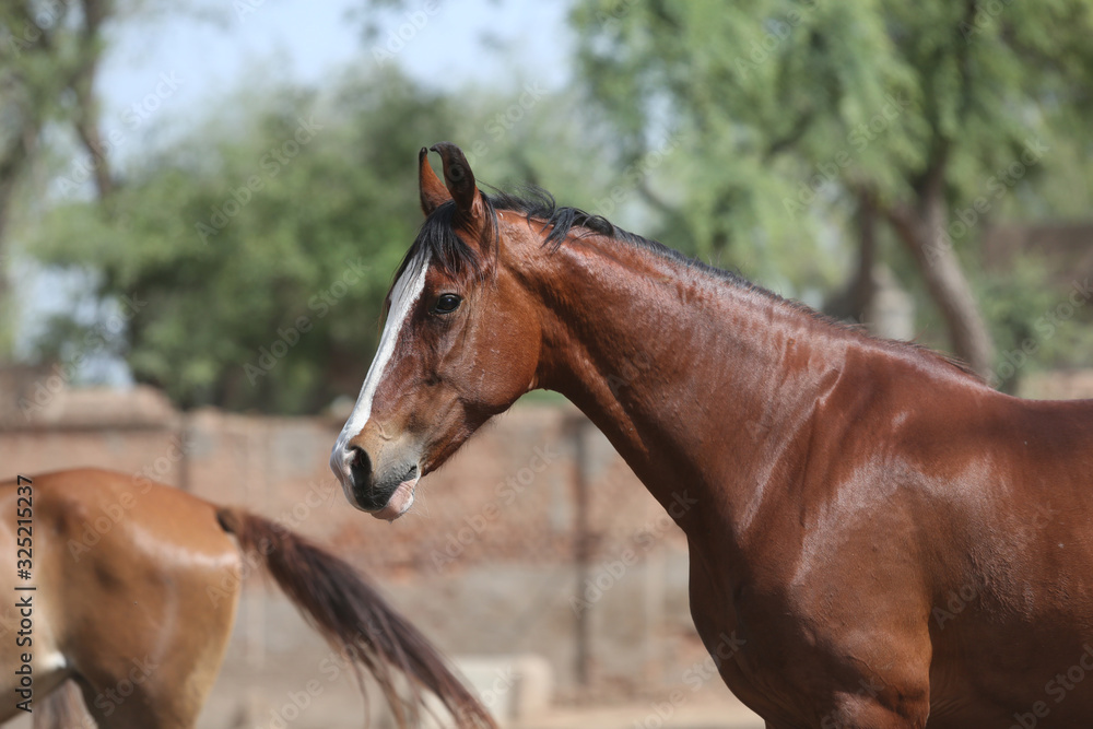 Obraz premium portrait of a marwari horse