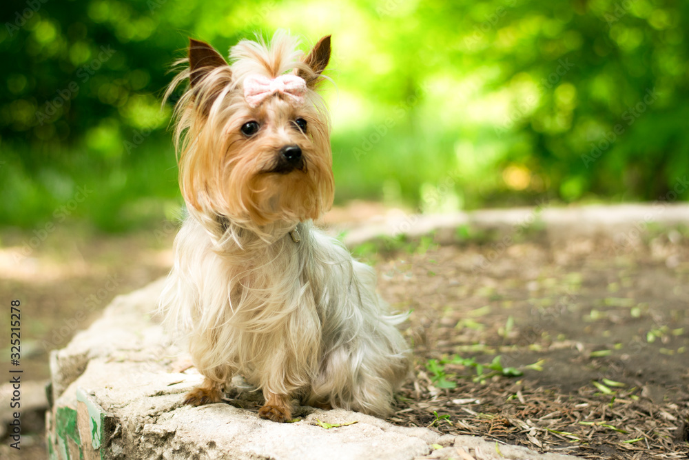yorkshire terrier in the garden, park yorkshire terrier in the garden, park