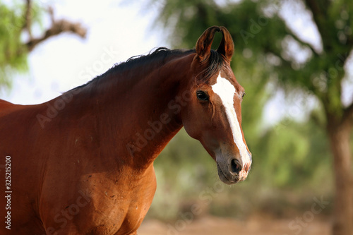 Foto portrait of a marwari horse