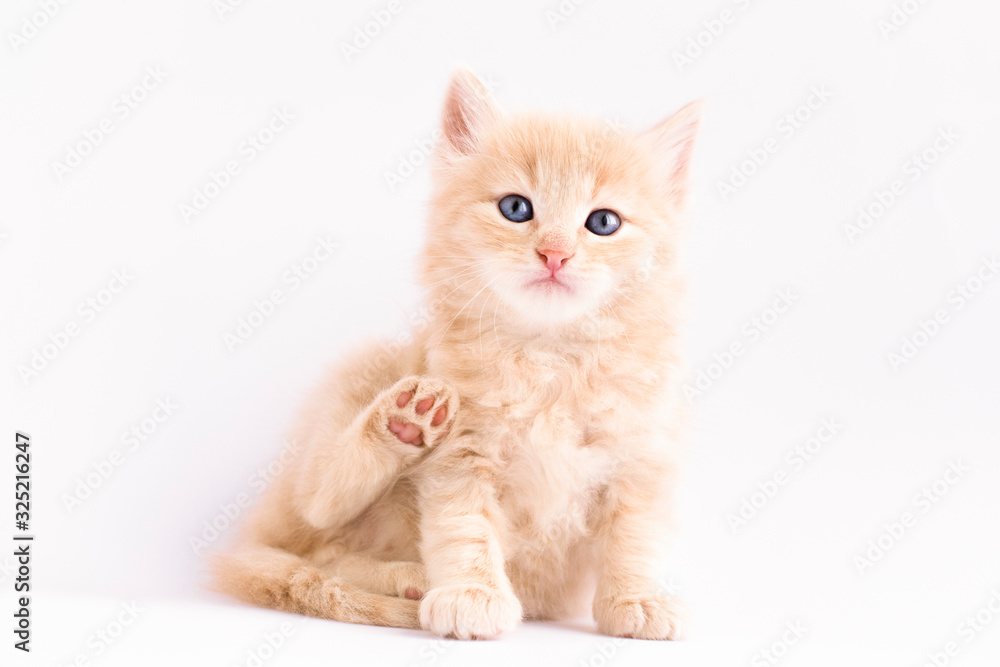 portrait of a cat isolated on white background. Orange cat. Peach cat.