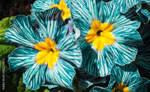 Fotografija Beautiful early blooming flowers for spring showing rare vivid vibrant colors