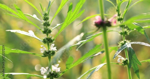 Leonurus sibiricus, Common Motherwort Herb, honeyweed or Siberian motherwort, is an herbaceous plant species native to China, Mongolia, and Siberia. It is used as an alternative to marijuana. photo