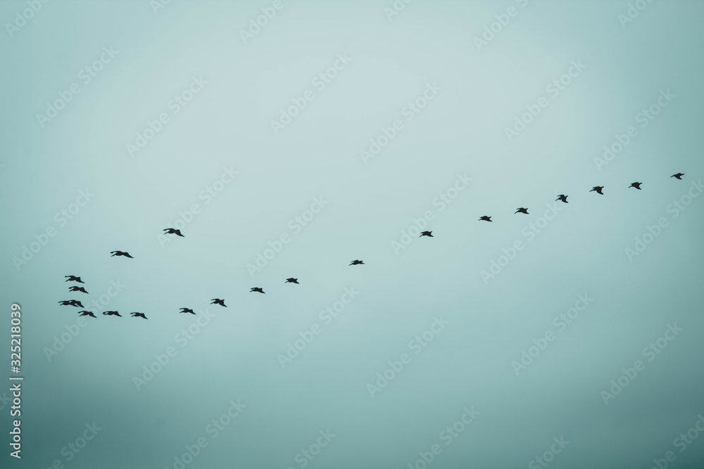 Gaviotas volando juntas