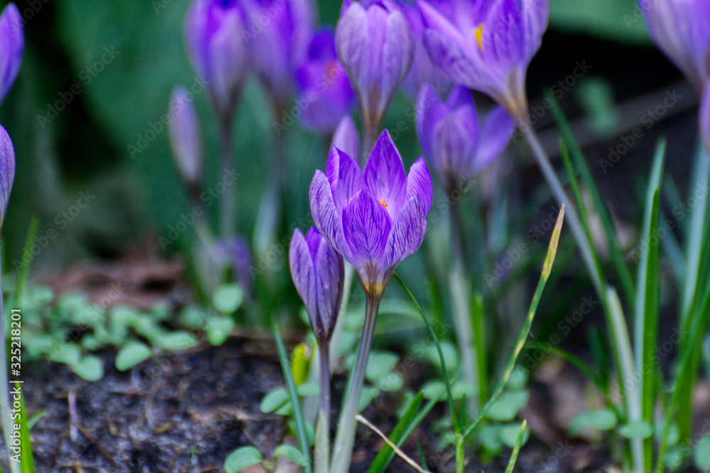 Krokus Krokus