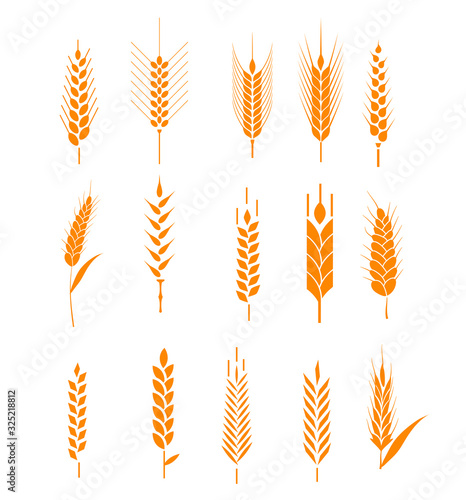 Cereals icon set with rice, wheat, corn, oats, rye, barley. Ears of wheat bread symbols. Organic , agriculture seed, plant and food, natural eat. Vector illustration.