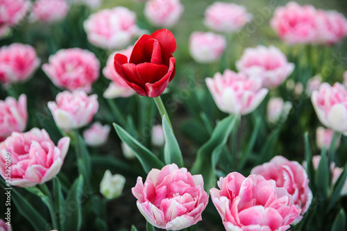 Red and pink tulips © helga