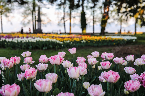 Tulip field in Spring © helga