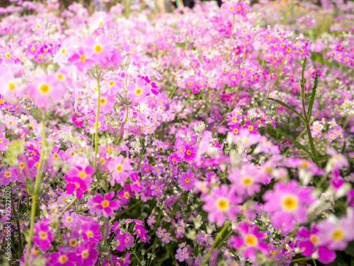 The field of cosmos Violet flower garden