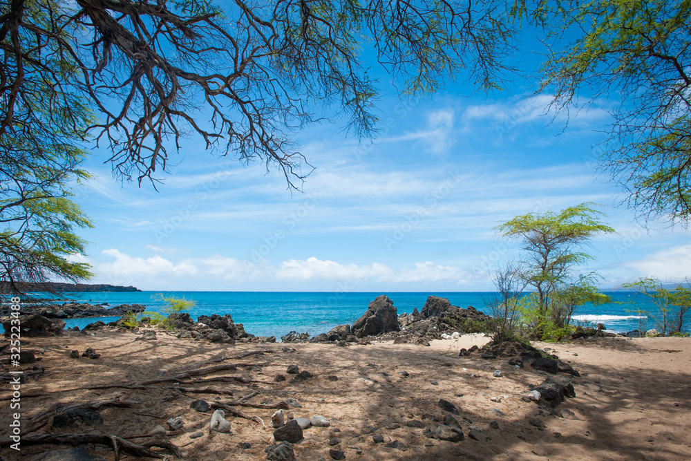Naklejka premium Blue Sky, Blue Ocean and a Tree, La Perouse Bay, Makena, Maui, Hawaii