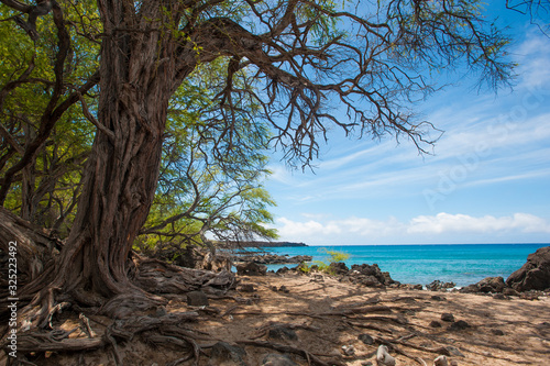 Fototapeta Naklejka Na Ścianę i Meble -  Blue Sky, Blue Ocean and a Tree, La Perouse Bay, Makena, Maui, Hawaii