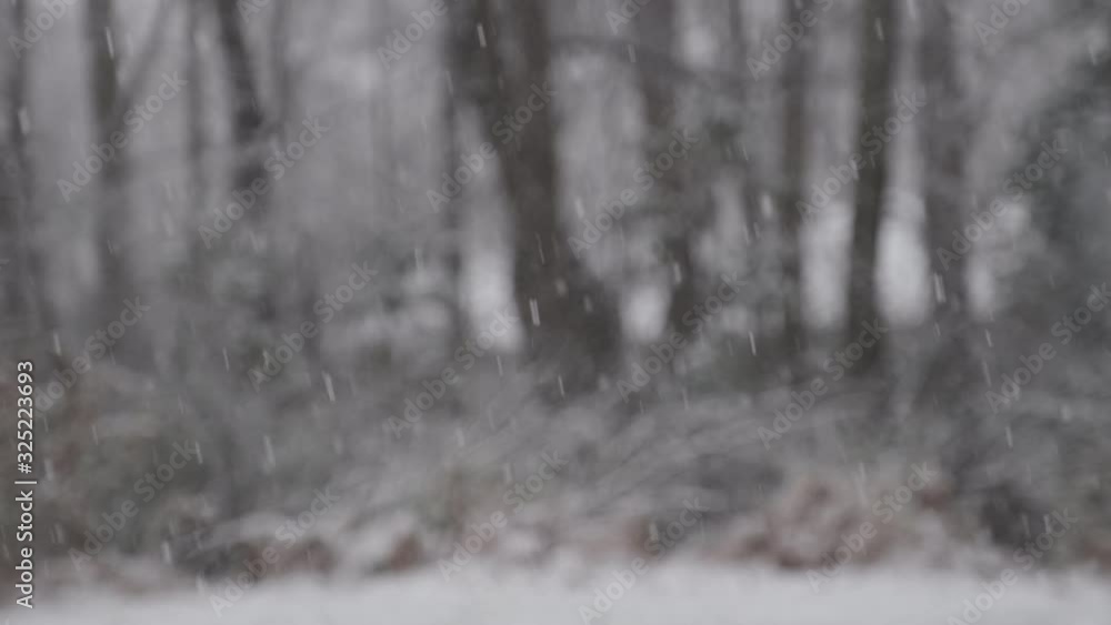 A perfect gentle winter snow falls against a frosted forest background in North Carolina. slow motion. A perfect gentle winter snow falls against a frosted forest background in North Carolina. slow motion.