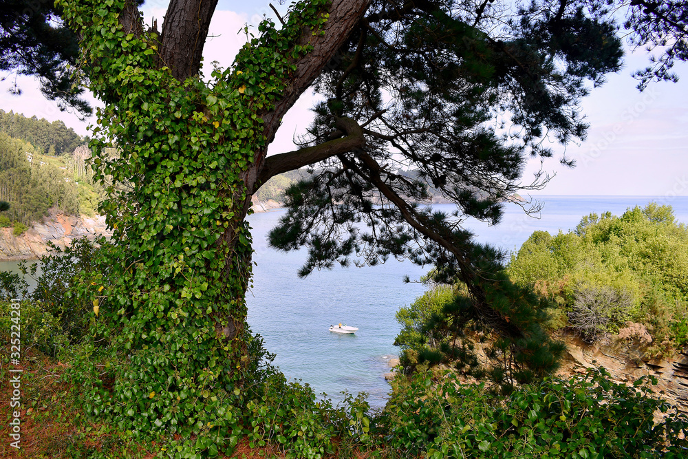 Obraz premium Trees on the beach of Sacido, in Viveiro, Lugo, Galicia. Spain. Europe. October 05, 2019
