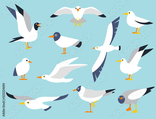 Vector set of beautiful seagulls in a flat style isolated on white background. Sea Gull, a beautiful bird. Cute bird in cartoon style. Cartoon atlantic seabird.