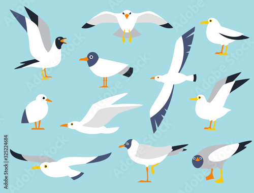 Vector set of beautiful seagulls in a flat style isolated on white background. Sea Gull, a beautiful bird. Cute bird in cartoon style. Cartoon atlantic seabird.