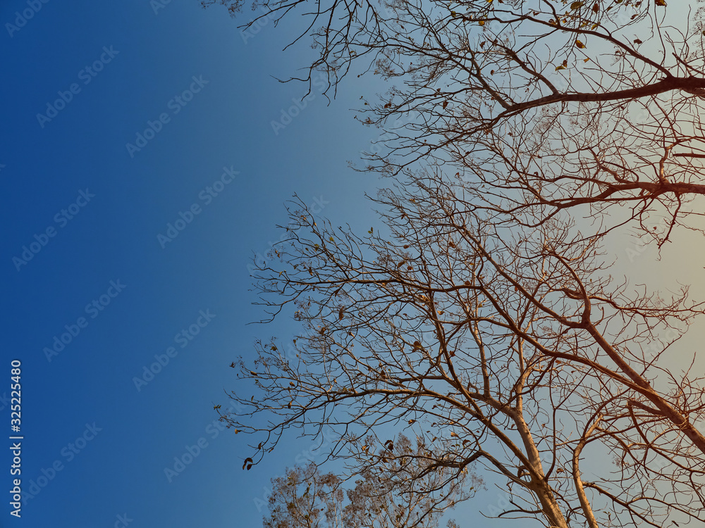 landscape tree in the morning