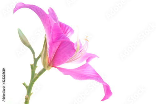 Fototapeta Naklejka Na Ścianę i Meble -  pink flower on white background