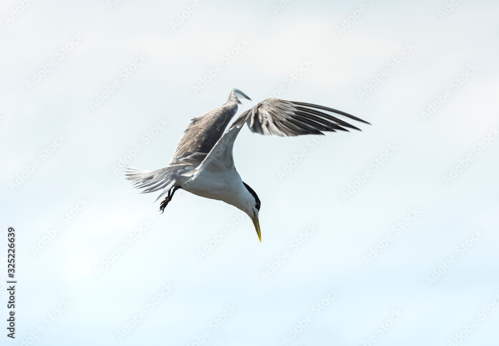 Fototapeta premium Flying Tern over the ocean, Sydney Australia