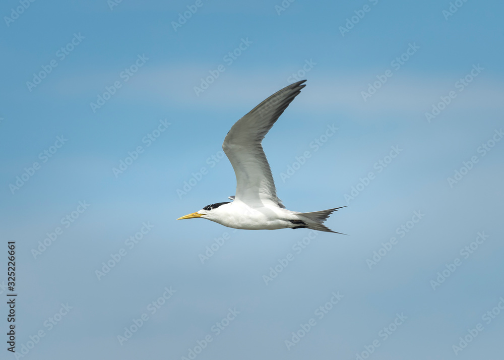 Flying Tern over the ocean, Sydney Australia Flying Tern over the ocean, Sydney Australia