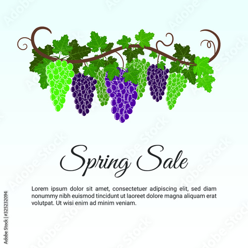 Grape Fruit in spring sale banner