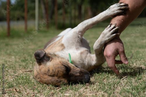 dog playing with man's arm