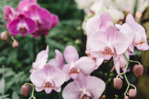 Pink and purple orchid flowers. Selective focus on plant, blurred background. Nature concept.