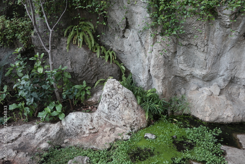 Obraz premium 岩と苔