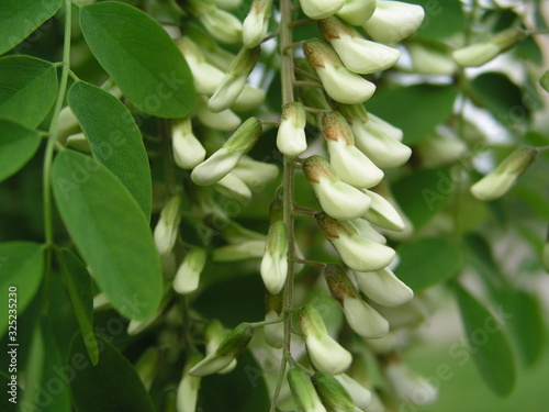 buds of acacia flowers before honey harvest. Not completely loose flowers on tree. White flowers tree acacia. Blooming clusters of acacia. Branches of black locust Robinia pseudoacacia