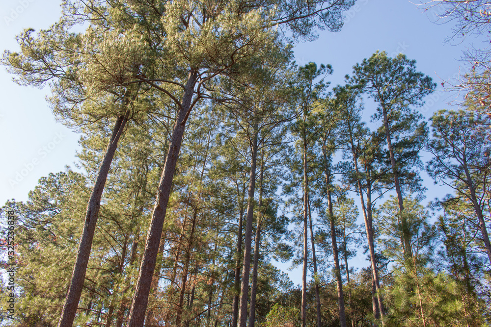 Fototapeta premium Tall Gergian Pines are common, but beautiful