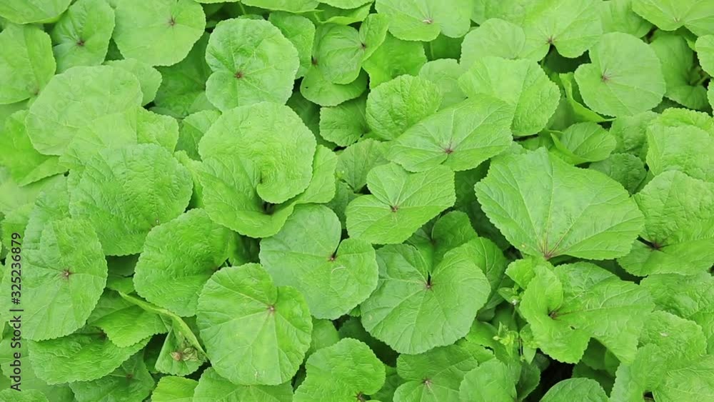 Green Winter amaranth grow in field Green Winter amaranth grow in field