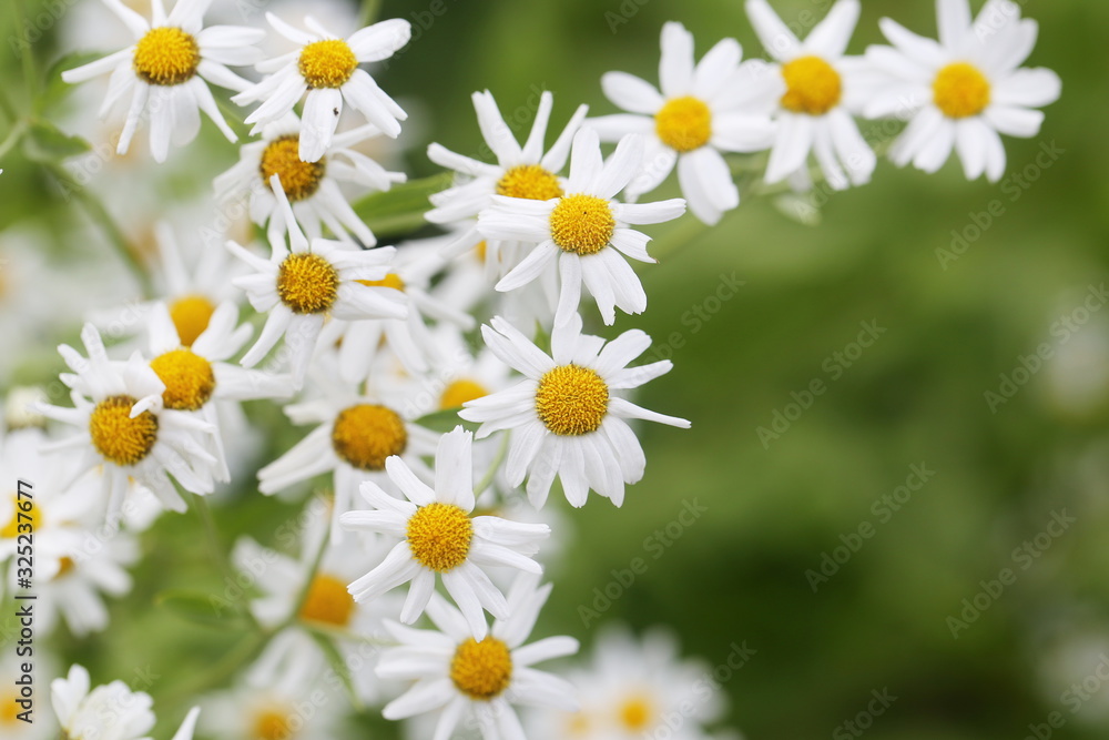 Beautiful white flowers Beautiful white flowers
