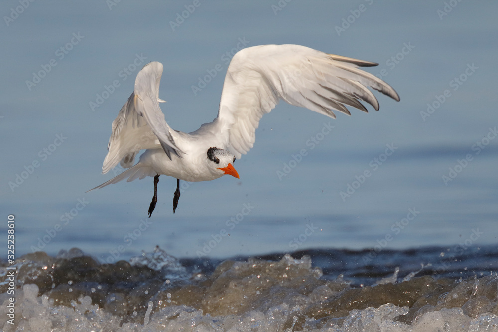 Royal Tern preparing to land on a beach Royal Tern preparing to land on a beach
