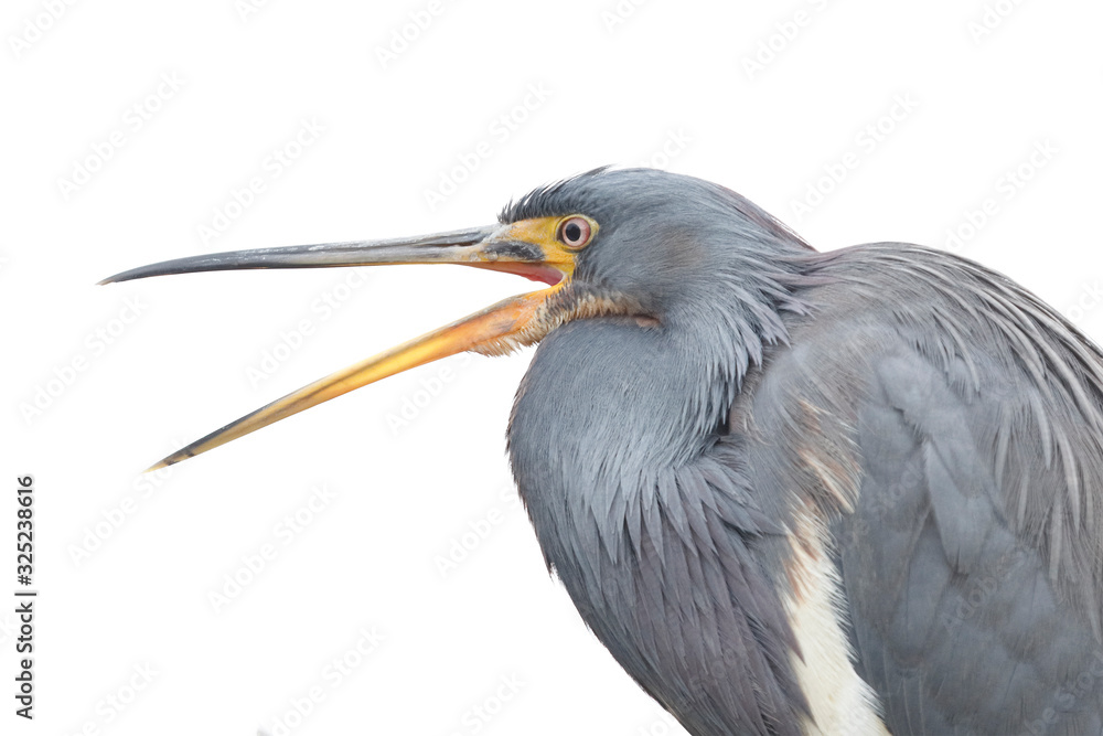 Fototapeta premium Tricolored Heron yawning- Jekyll Island, GA