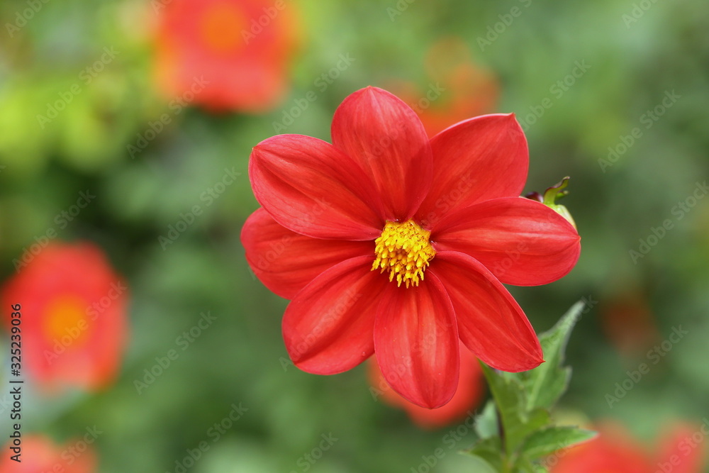 Beautiful red dahlia Beautiful red dahlia