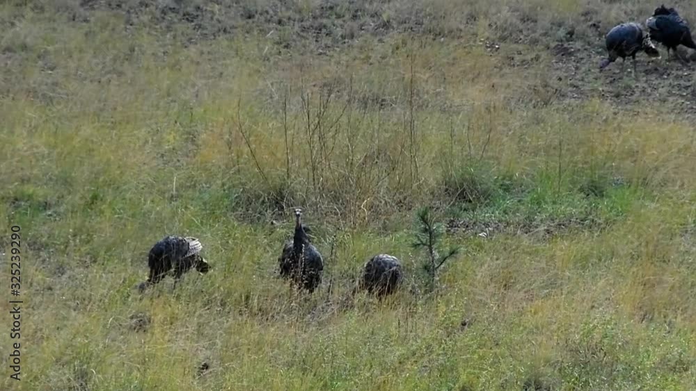 Flock of turkeys in a field. Camera handheld, following birds. Flock of turkeys in a field. Camera handheld, following birds.