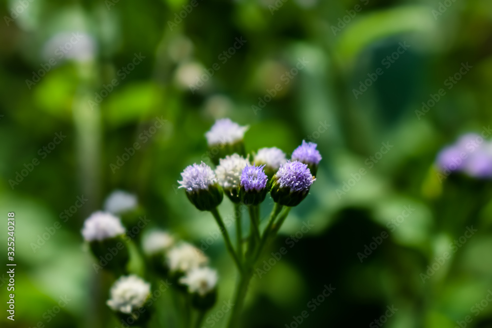 Ageratum conyzoides macro shot.