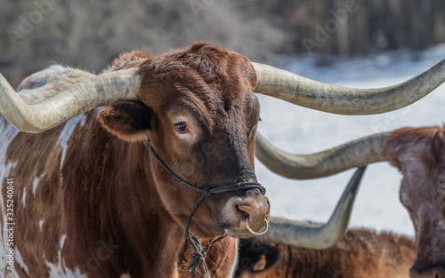 brown longhorn steer in snowy field 