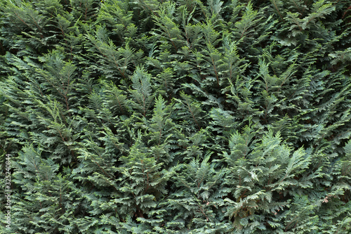 Spruce green branches texture. Background of vibrant greenery. Natural green hedge. Dark green juniper twigs texture