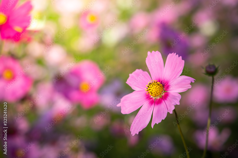 Beautiful Cosmos flowers in garden. Nature background. Beautiful Cosmos flowers in garden. Nature background.