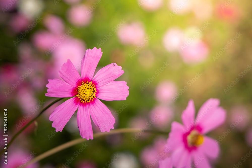 Beautiful Cosmos flowers in garden. Nature background. Beautiful Cosmos flowers in garden. Nature background.