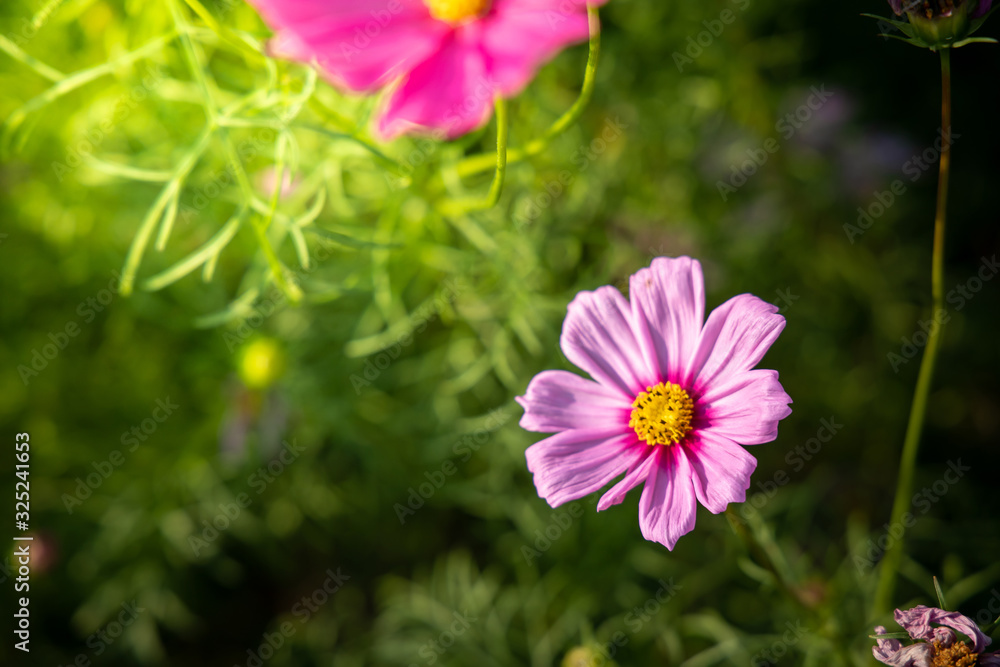 Obraz premium Beautiful Cosmos flowers in garden. Nature background.
