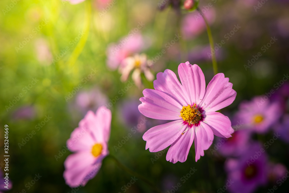 Beautiful Cosmos flowers in garden. Nature background. Beautiful Cosmos flowers in garden. Nature background.