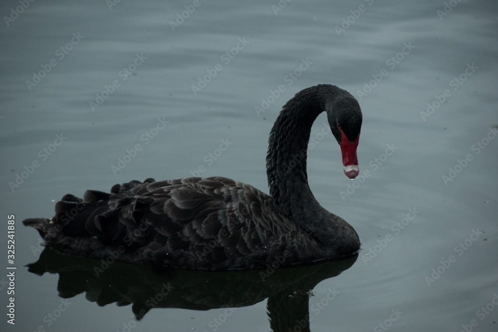 Obraz premium Swan on the water